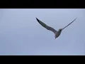 اغنيه امتي_مهرجان امتي احمد شيبه_اوكاواورتيجا mhrgan emta ahmed sheba w oka w ortiga