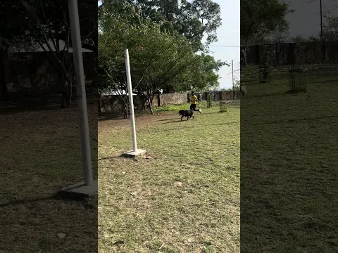 Without lease training #dog