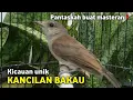 Download Lagu Suara super keras‼️kancilan bakau gacor kombinasi siulan ngeroll‼️