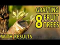 GRAFTING 8 FRUIT TREES - with RESULTS Plum Almond Pear Apple Nectarine Fig Peach and Olive
