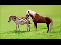 HORSE AND ZEBRA CROSS Unbelievable