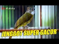 Download Lagu JENGGOT GACOR BESETAN MATEP PAS BUAT MASTERAN BURUNG KICAU