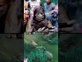 Download Lagu Part 2 || Pascol Dihitamin Kaya Vinicius🤣 #pascolkintil  #nagahitam  #mobilelegends  #mlbb  #shorts