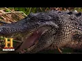Swamp People Alligator Population Explodes Season 10 History