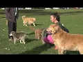 Dog owners are grateful for seasonal off-leash privileges in Boise