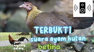 Download ✅SUARA PEMIKAT TERBAIK AYAM HUTAN BETINA||JANTAN LANGSUNG DATANG#1 MP3