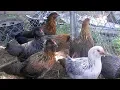 Easter Egger Chickens Assorted Egg Colours