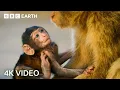 Download Lagu Two Hours of Amazing Animal Moments | 4K UHD | BBC Earth