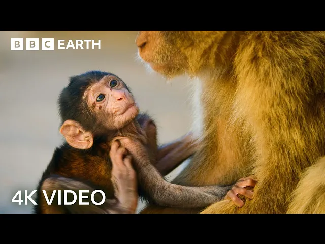 Download MP3 Two Hours of Amazing Animal Moments | 4K UHD | BBC Earth