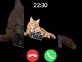 Lagu hello 🐈 #iphone #cat #ringtone #kitten #shorts