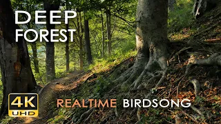 4K Deep Forest 8 Hours NO LOOP Birdsong Robin Blackbird Singing Relaxing Nature Ambiance 