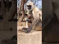 Download Lagu Monkey, Hanuman, Bandar, Monkey Funny Video