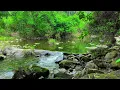 Download Lagu Suara Air dan Burung Hutan, Pereda Kecemasan, Suara Hutan, Suara Penyembuhan Jiwa, White Noise