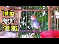 Lagu PRENJAK BETINA | PRENJAK BETINA Ngetir Panjang Istimew Suara jernih, Cocok buat MASTERAN |