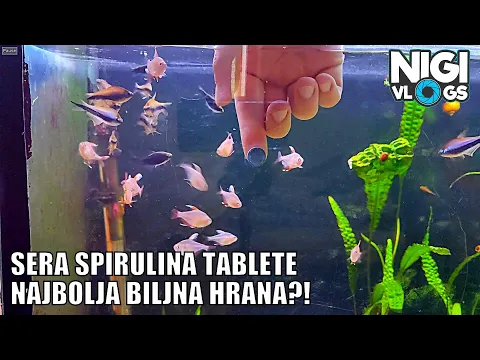 Spirulina Tablete - Najbolja Biljna Hrana Za Akvarijumske Ribe? #akvaristika