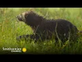 Download Lagu Gulo Gulo Means Glutton 🍴 This Wolverine Lives Up To Her Latin Name | Smithsonian Channel
