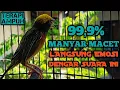 Download Lagu 99'9% bikin EMOSI, SUARA BESETAN MANYAR GACOR ampuh buat PANCINGAN MANYAR BAHAN \u0026 MANYAR MALAS BUNYI