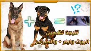 نتيجة تزاوج وتهجين بين كلب الراعي الألماني و كلب الروت وايلر                                 دندنها