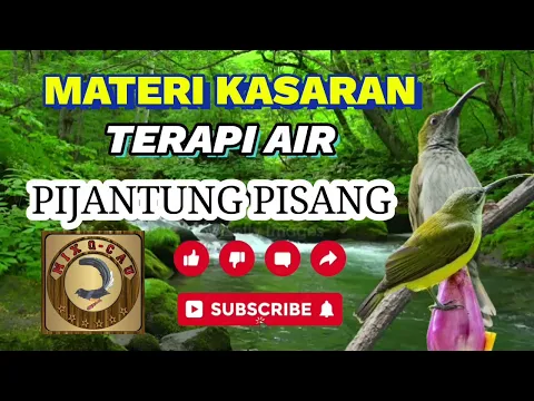 Download MP3 PIJANTUNG GACOR + SUARA AIR MENGALIR || MATERI KASARAN || MURAI BATU CUCAK IJO