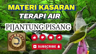 pijantung gacor suara air mengalir materi kasaran murai batu cucak ijo
