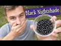 I ate a mouthful of black nightshade here s what happened to my body
