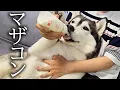 Download Lagu ごはんを食べないハスキー犬と猫達にミルクをあげてみた結果...