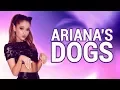 Download Lagu All of Ariana Grande's Dogs!