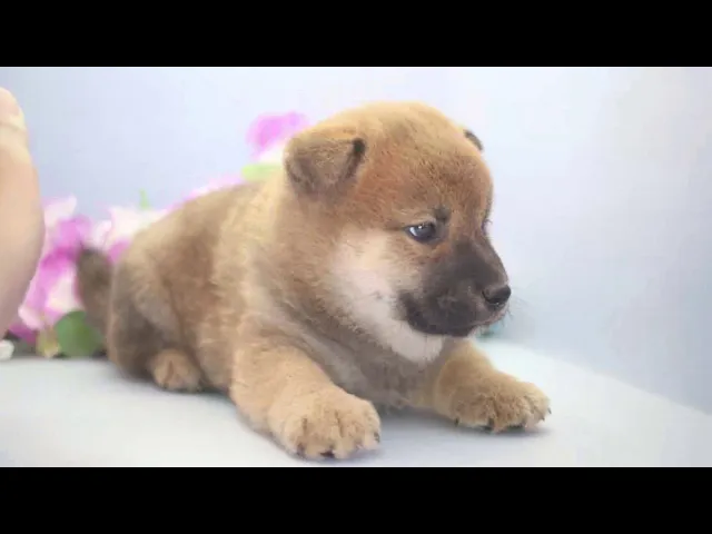 動画