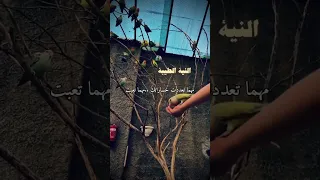 النيه الطيبه ترتب لصاحبها الاقدار 