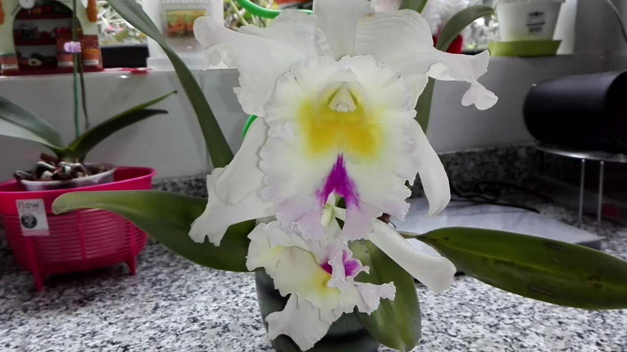 SUPERFLORACION DE UNA ORQUÍDEA CATTLEYA HÍBRIDA CARACTERISTICAS