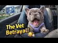 Download Lagu Tiny Frenchie Screamed and Protested Going to the Vet… but It Was No Use 😂🐶|Arwen ep2 MP3