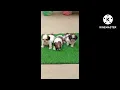 Download Lagu shitzu puppy for sale habby bone full top quality jise leina ho contact kro#__