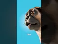 How We Ruined Pugs