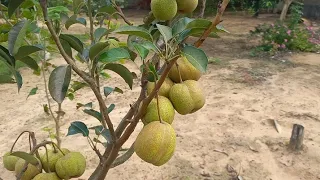 Pé de pera muito frutificado após as podas e as demais árvores frutiferas, após as chuvas.