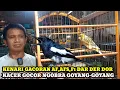 Lagu GACOR NGOBRA GOYANG-GOYANG!!UPDATE HARGA BURUNG DIKIOS KANG ALI PASAR BURUNG PRAMUKA TERBARU