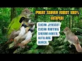 Download Lagu SUARA PIKAT BURUNG CUCAK JENGGOT | CUCAK RANTING | SAERAN KANTIL | KUTILANG ampuh terbukti