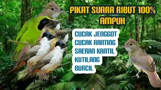suara pikat burung cucak jenggot cucak ranting saeran kantil kutilang ampuh terbukti