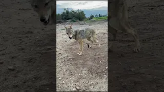 كيف تفرق بين الذيب والكلب ذيب ثعلب حيوانات غريبة Animals 