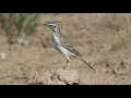 Download Lagu Suara Burung Apung Tanah (Paddyfield Pipit)
