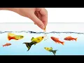 Download Lagu How to Feed Your Fish Properly (How Often and How Much)