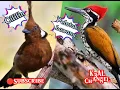 Download Lagu Cililin VS Pelatuk bawang gacor  _ masteran