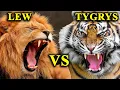 Download Lagu LEW vs TYGRYS - Starcie Gigantów. Kto Jest Królem Dżungli?