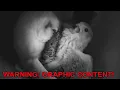 Download Lagu Barn Owl Attack Kestrel Nest
