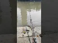 Download Lagu Ceritane wong lagi mancing #fish #fishing #mancing #river #food #foodie #mancingmania #catfish #fyp
