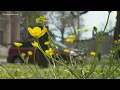 Pollen levels may affect the likelihood of contracting COVID-19