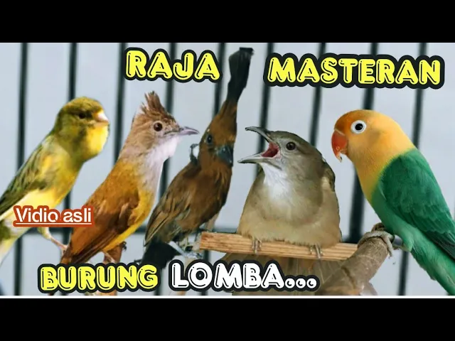 Download MP3 RAJANYA MASTERAN BURUNG LOMBA || KOMBINASI TEMBAKAN TAJEM berjedah kenari, c,jenggot ,cililin,tembak