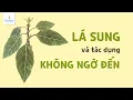 Download Lagu Lá sung và những tác dụng không ngờ đến