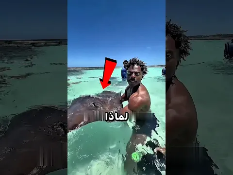 لماذا لم تهاجم هذه السمكة القاتلة سبيد؟ 😱🦈 #shorts