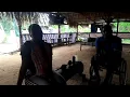 Download Lagu Tak Afu Libi Afu - 23/4/2023 - Yu nyam mi yu sa dede, yu no nyam mi yu sa dede