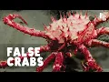 Download Lagu This Is Not A Crab
